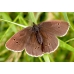 Ringlet Butterfly Aphantopus hyperanthus 15 eggs